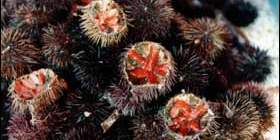 Sant´Antioco dice <i>stop</i> alla pesca dei ricci