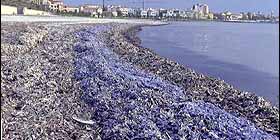 I biologi marini algheresi:  necessario riclassificare la posidonia oceanica