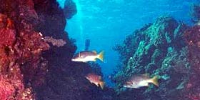 Nuove norme pesca subacquea professionale