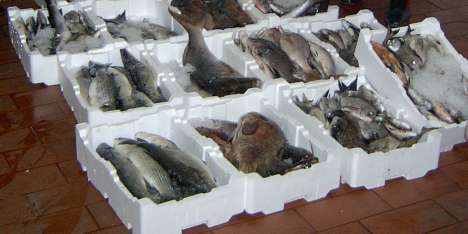 Pescano davanti all´Eon: multati. 70 kg di pesce in beneficenza