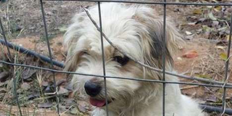 Microchip gratis per 70 cani