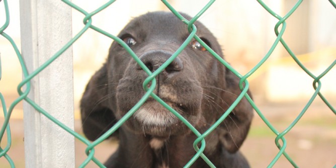 Randagismo: anagrafe canina a Sorso