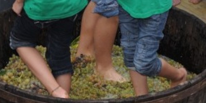 Vendemmia per bambini ad Alghero