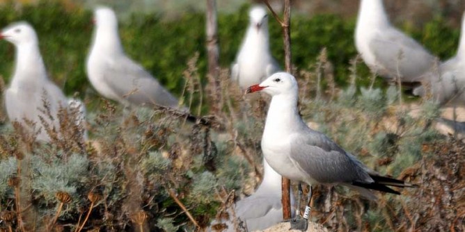 Asinara: avviso per monitoraggio dellavifauna migratrice