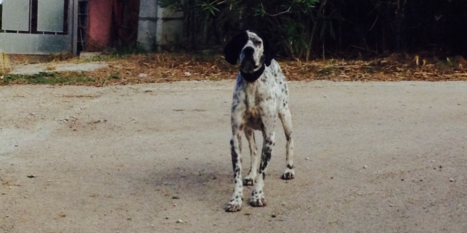 Carrabuffas: Setter disorientato e affamato
