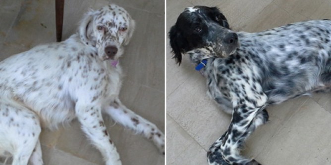 Anagrafe canina a Olbia: il calendario