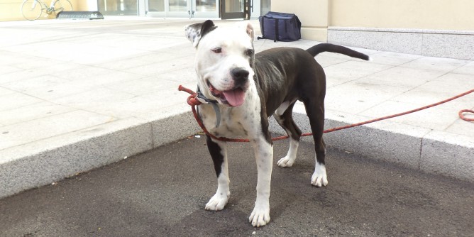 Pitbull semina il panico ad Olbia