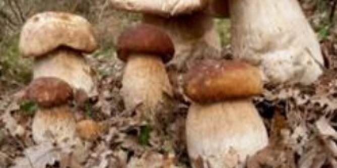 Mangiano fughi velenosi, turisti intossicati
