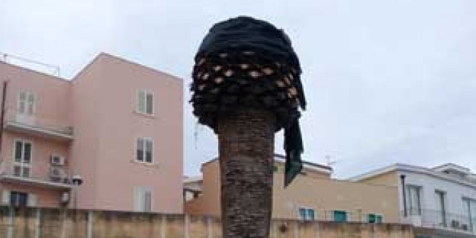 Punteruolo rosso, nuove cure ad Alghero