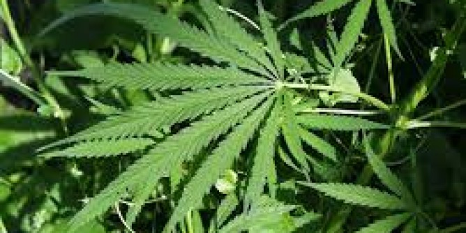Mezzo chilo di droga nello zaino: arrestato