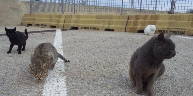 L’associazione «Gli amici di Maia» adotta 29 gatti