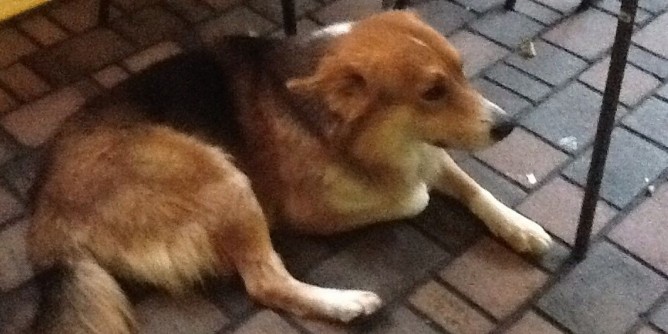 Cane al bar: ritrovato il padrone | Foto