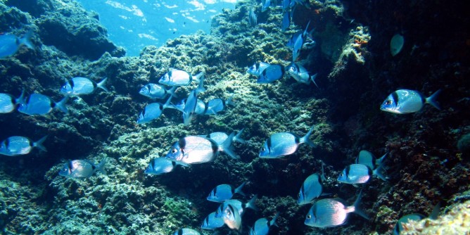 L´Area Marina incontra i pescatori algheresi