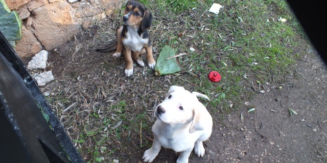 Anagrafe canina: appuntamenti a giugno