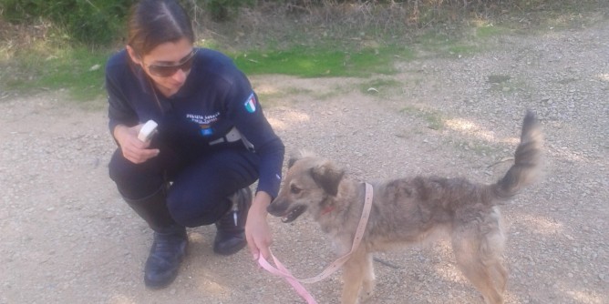 Porto Torres: sequestro di cane e gatto maltrattati