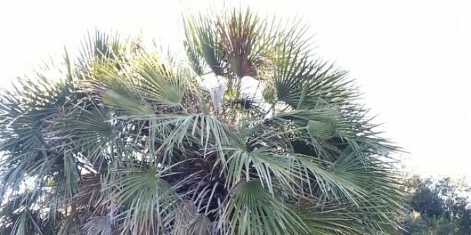Disagi in via Roma, interventi sulle palme
