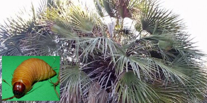 Palme malate ad Alghero: 48 ore per i privati