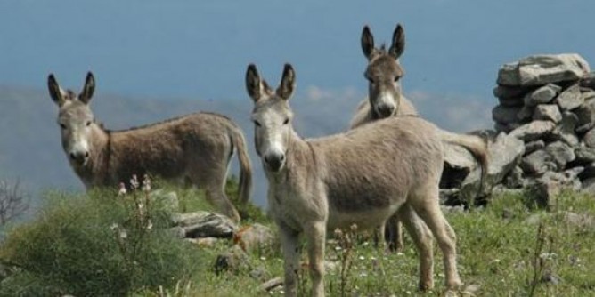 Foto e riprese all’Asinara: è richiesta l’autorizzazione