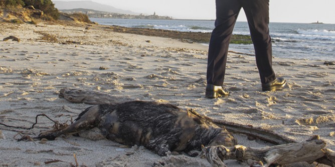 Foto-shock: cane bruciato in spiaggia