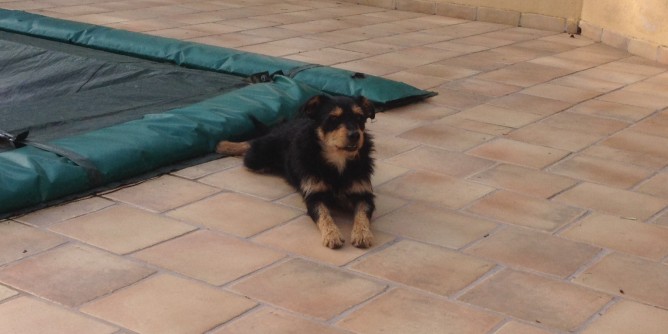 Cercasi Romeo, il cane di Mamuntanas