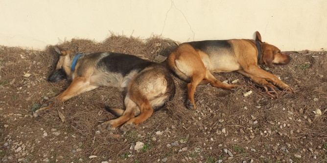 Pronto soccorso veterinario, raccolte 5mila firme