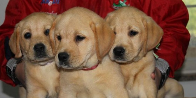 Microchip: appuntamenti a Sassari