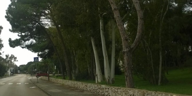 Cade l´albero malato in Pineta | Foto