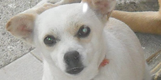 Cane smarrito a Oristano: appello dei proprietari