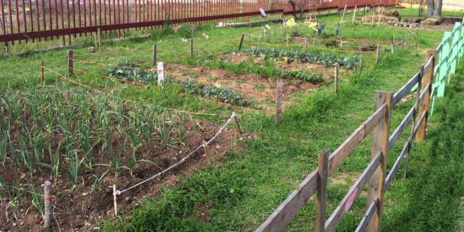 Successo e progetti per lorto di via Washington