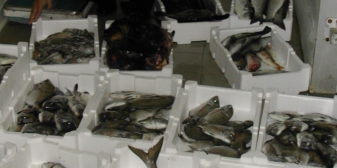 Garum: il pesce dall´età Romana ai giorni nostri