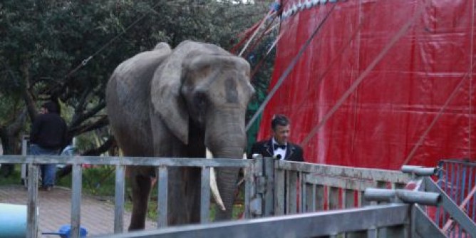 Orso, tigre ed elefante sequestrati al circo