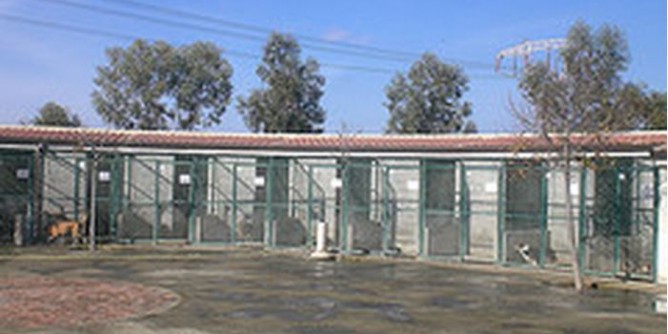 «Bando deserto al canile, lo gestisca il comune»