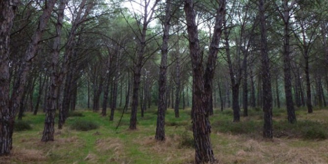 Oristano, la pineta fa discutere. «Torregrande va salvaguardata»