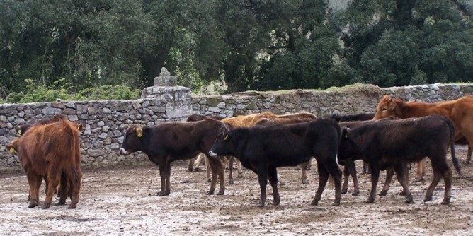 Ozieri capitale dei bovini nel 2018