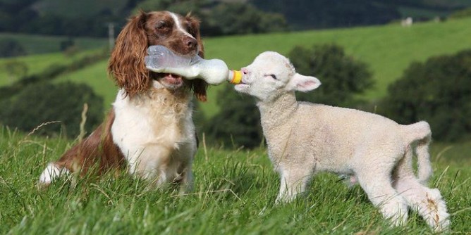 Sassari: un Tavolo permanente per ambiente ed animali