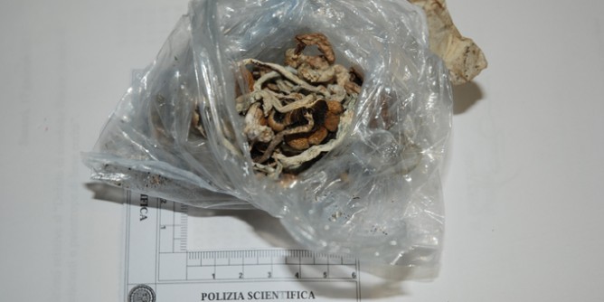Donna intossicata da funghi: 19 casi in Gallura