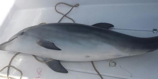 Delfino morto sotto Capo Caccia | Foto