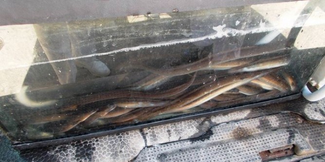 Guardia Costiera sequestra 40 esemplari di anguilla