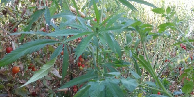 Imprenditore cagliaritano fuma l’erba contro il dolore