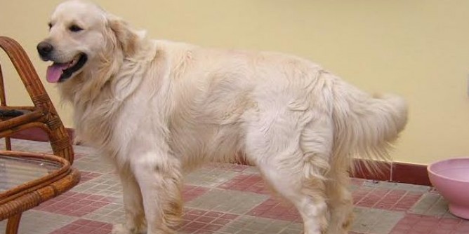 Cane nel canale a <i>Vessus</i>, lo salvano i pompieri