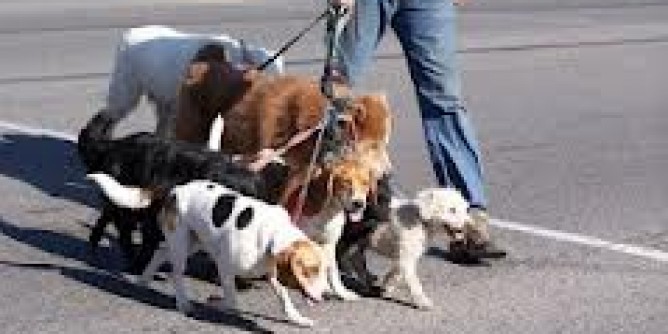 Sgambamento cani: due aree ad Alghero