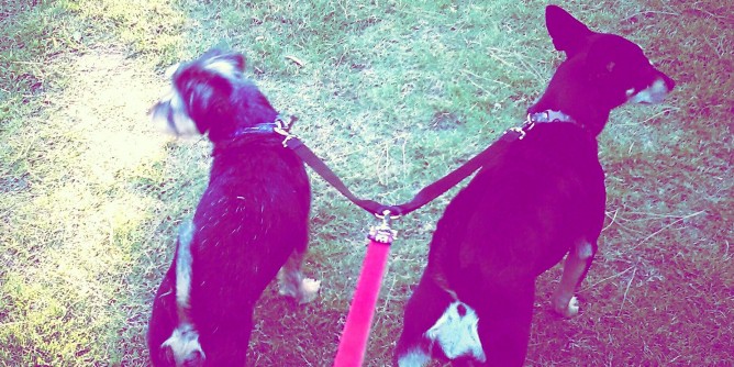 Shopping Day con Fido: una giornata con il migliore amico dell’uomo