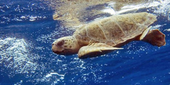 Tartaday, tartaruga liberata nel mare dell’Asinara