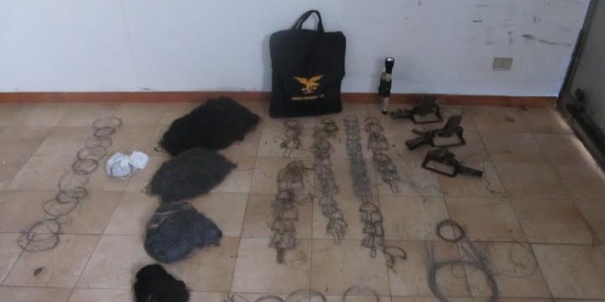 Bracconaggio ai cinghiali: denunciato allevatore