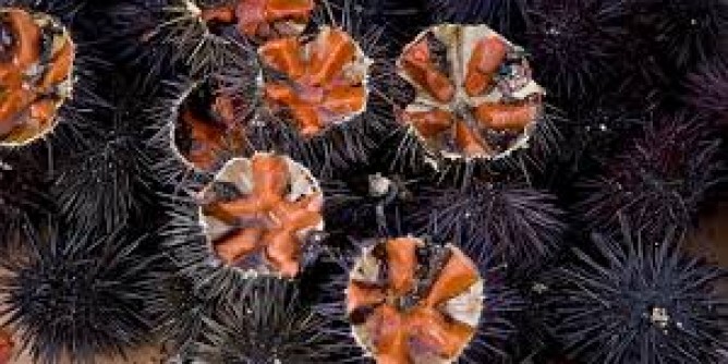 Pesca abusivi: sequestrati 500 ricci
