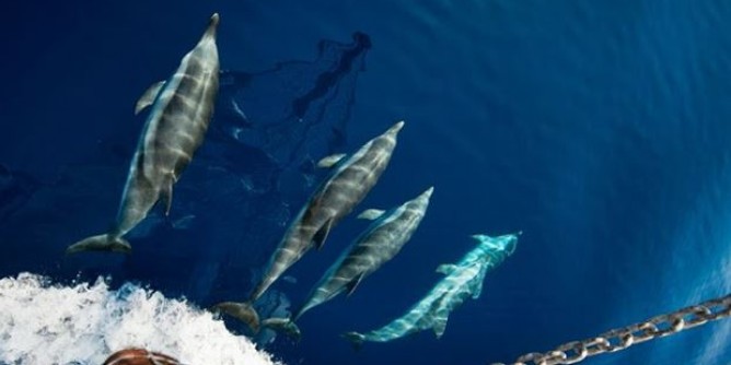«No a ricerche idrocarburi nel Santuario dei cetacei»