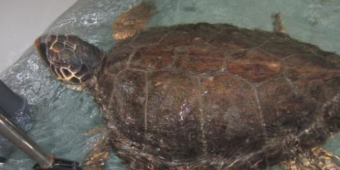 Caretta caretta: al via la stagione riproduttiva
