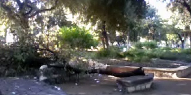 Disinfestazione al Parco Lepanto Cecchini