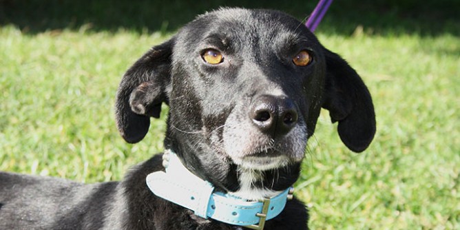 Adotta un cane, il Comune ti aiuta