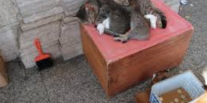 Gatto e topini di via Roma sono drogati?